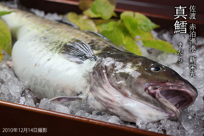 冬 新潟 佐渡 真鱈 たら料理がおいしい季節 新潟の温泉旅館で味わう