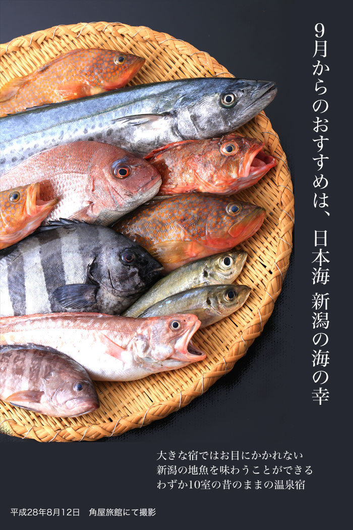 新潟県の9月はおいしい魚が増える時期です 魚料理がおいしい宿 ふるさとがしのばれる宿 角屋旅館