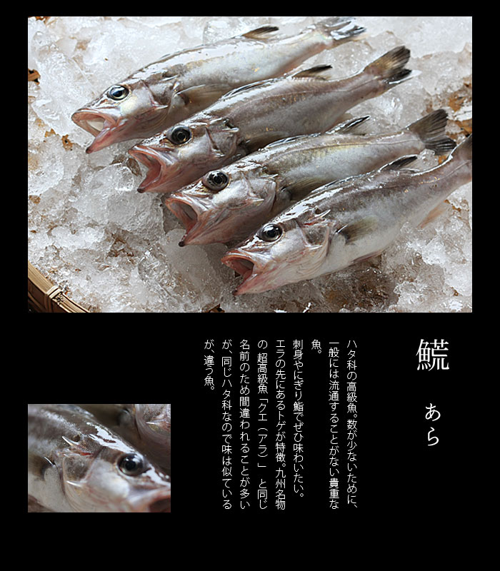 新潟のおいしい地魚 春の鮮魚ごよみ 珍しい魚が食べられる宿 角屋旅館より