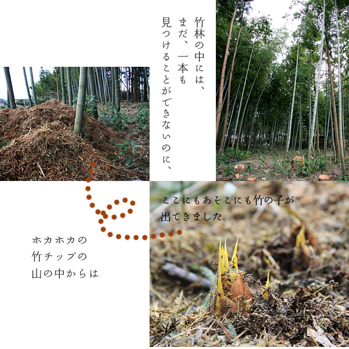 たけのこ栽培 竹林整備事業 産業化のモデルケースとして