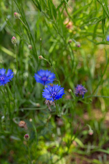 pف@p_@Kadoya Ryokan & Farms@JbeBOK[f@CUTTING@GARDEN@ĂԂEŏ܂