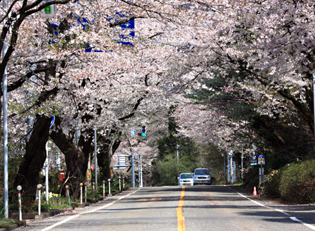 村杉温泉すぐ前の国道290号は桜のトンネルです
