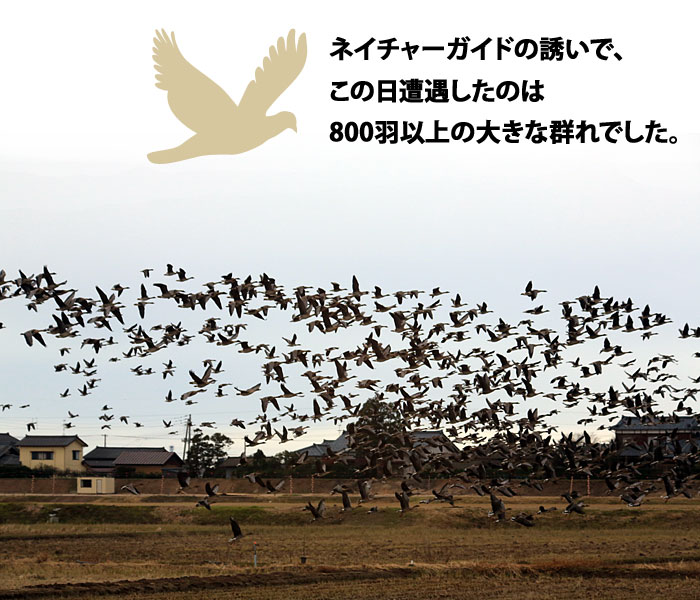 ネイチャーガイドの誘いで、この日遭遇したのは800羽以上の大きな群れでした