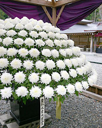 弥彦神社の菊