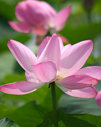 瓢湖の蓮の花