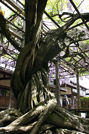 1メートル60センチ以上ある豪農の館伊藤邸の藤の幹。