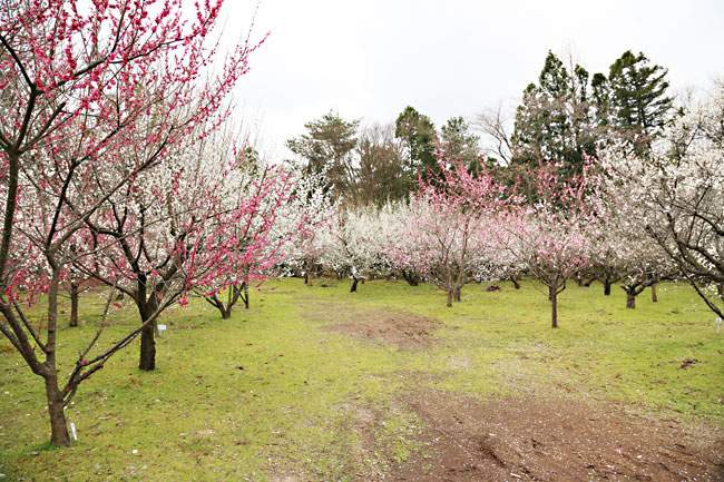 紅白の梅林には、150本の梅の木が植えられている