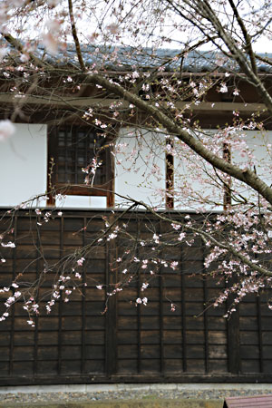 市島邸資料館前の彼岸桜