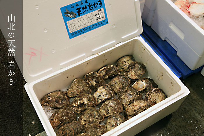 新潟県山北の天然岩牡蠣