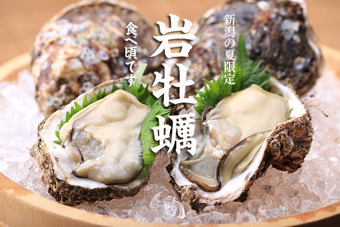 新潟の天然岩牡蠣
