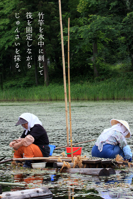 竹竿を水中に刺して、筏を固定しながらじゅんさいを採る