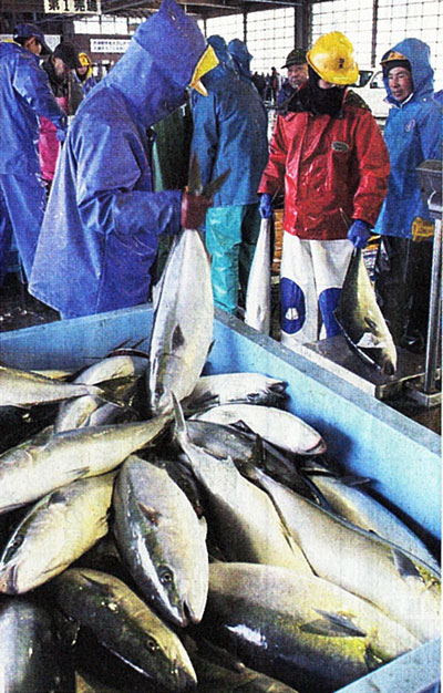 寒ブリの大漁に喜ぶ佐渡水産物地方卸売市場の人々
