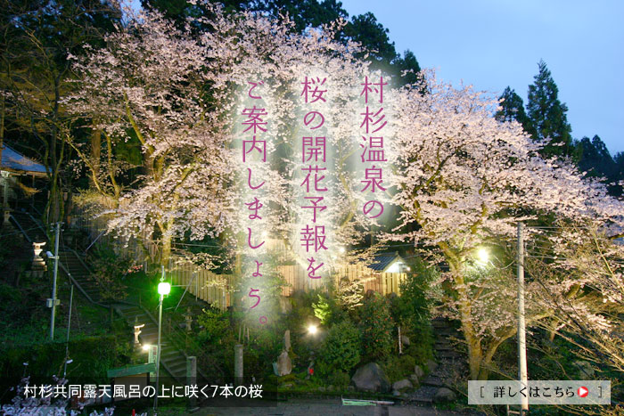 村杉温泉の桜の開花予報をご案内しましょう