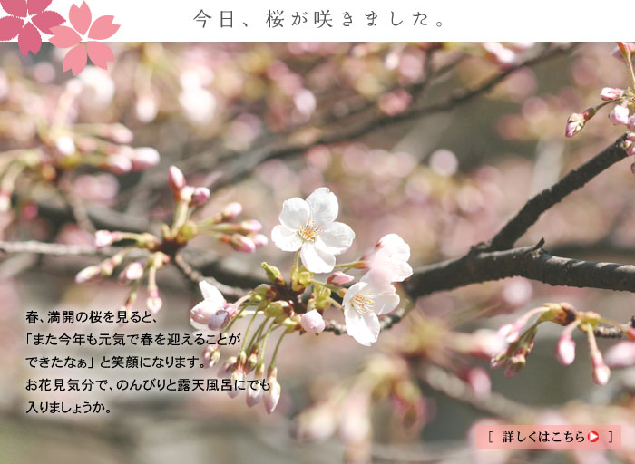 村杉温泉の桜が咲きました
