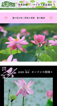 のんびり温泉通信 2011/07/22号 蓮の花が咲く野鳥の楽園　夏の瓢湖