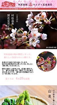 村杉温泉の桜が開花しました　4月19日