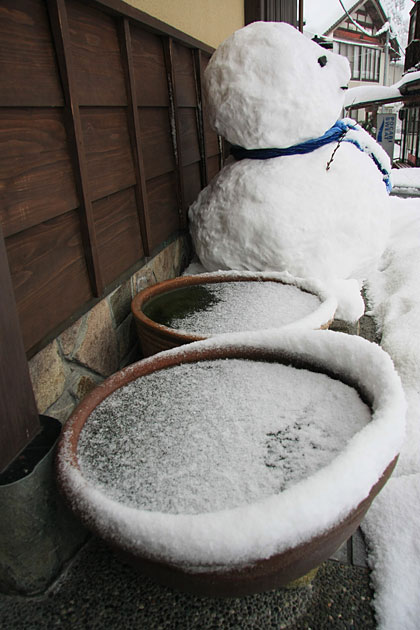 メダカの飼い方 クロメダカの簡単な越冬方法 冬の育て方