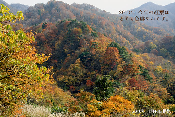 色鮮やかな新潟県五頭山の紅葉