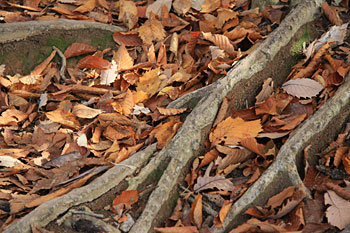 どんぐりの森キャンプ場の落ち葉
