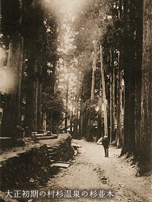 大正初期の村杉温泉の杉並木