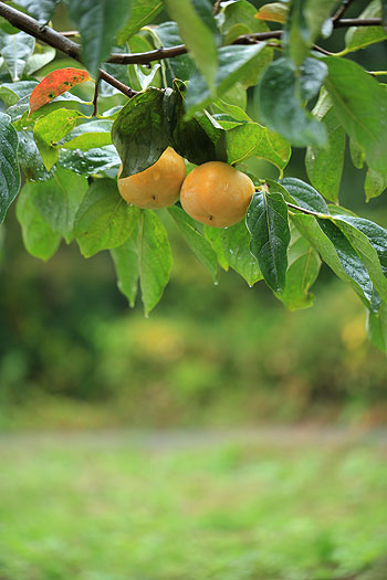 雨上がりのおけさ柿　柿畑
