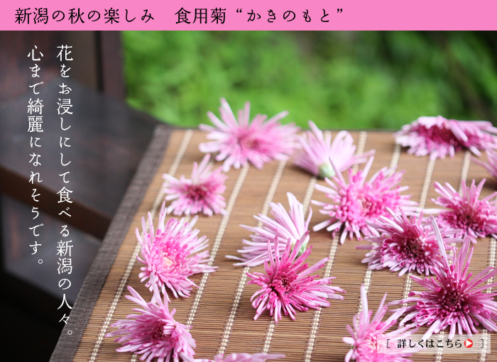 新潟の秋の楽しみ、食用菊“かきのもと”
