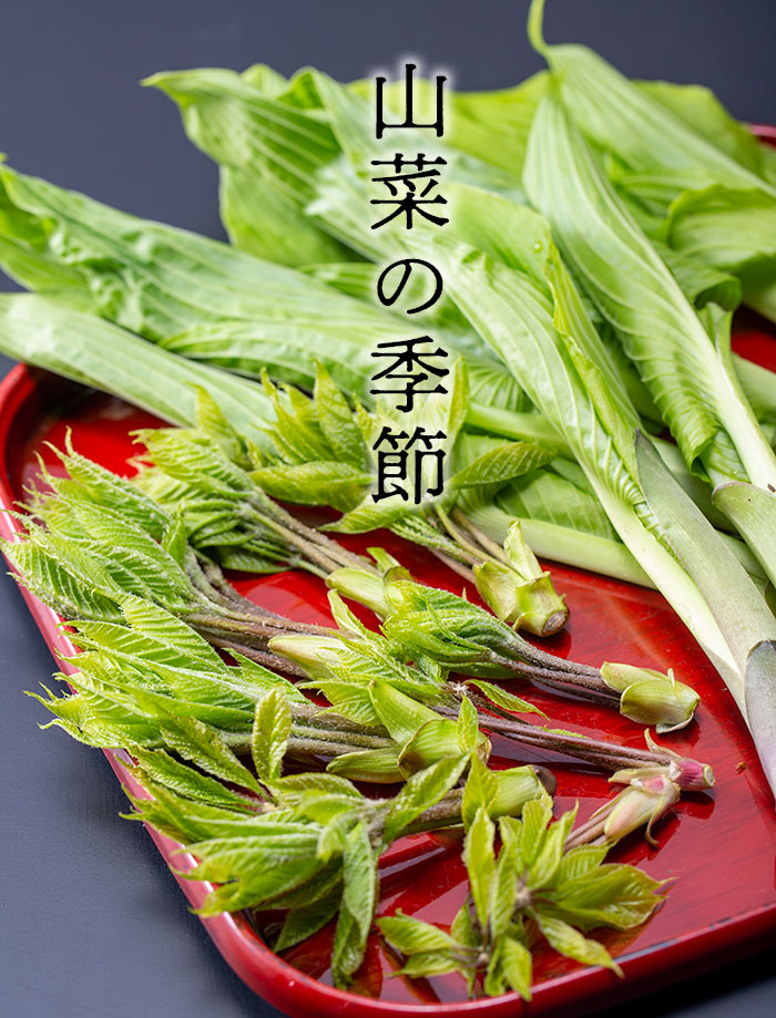 山菜料理が美味しい季節 新潟県 温泉旅館 こごみ たらの芽 コシアブラ レシピ