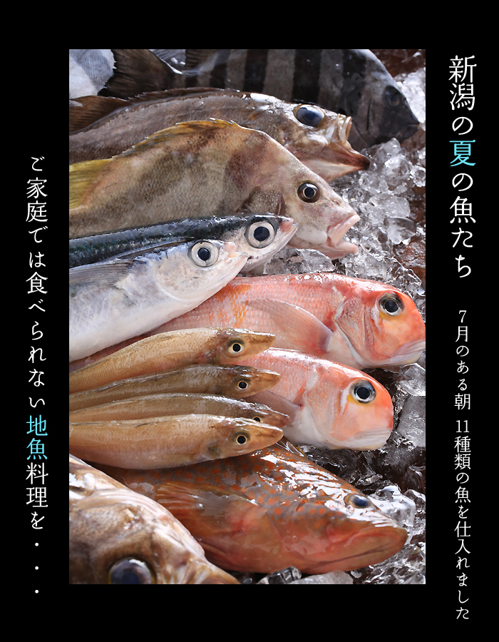 新潟の美味しい魚料理　夏の魚たち
