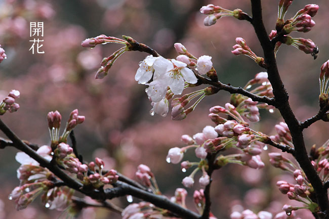 4月11日　桜が開花しました