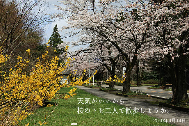 天気がいいから桜の下を二人で散歩しようか