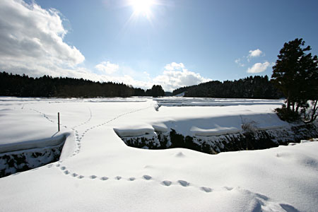 新潟の雪景色　きつねの足跡