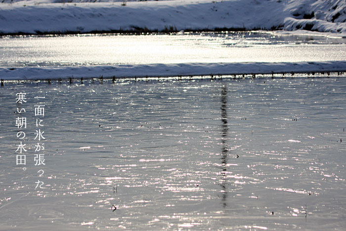 氷が張った水田の写真