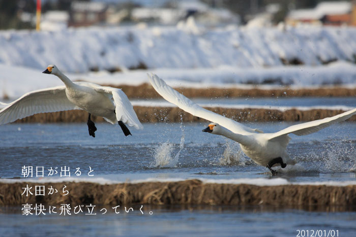 朝日が出ると水田から飛び立つ白鳥の写真