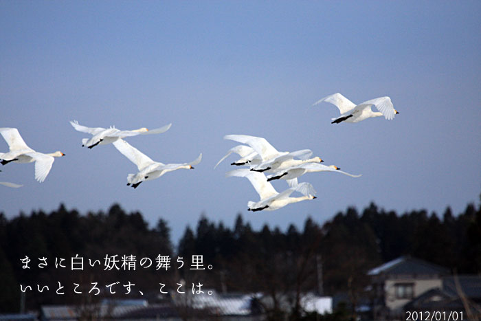 白い妖精白鳥の写真