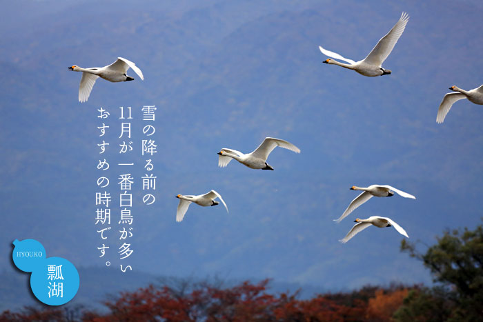 瓢湖の白鳥は11月が一番おすすめです