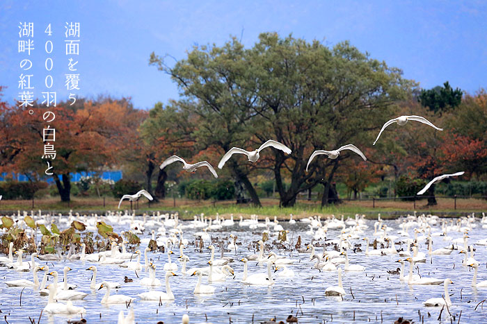 湖面を覆う4000羽の白鳥と湖畔の紅葉