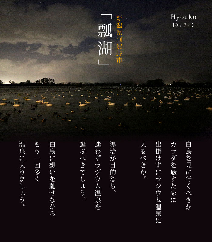 阿賀野市瓢湖　一万羽の白鳥が飛来した夜の瓢湖