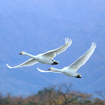 新潟県阿賀野市瓢湖の白鳥