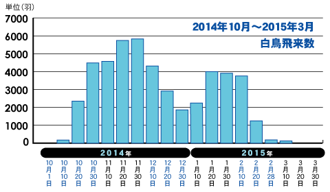 瓢湖白鳥飛来数2014-2015