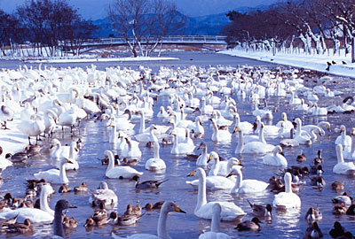 冬の瓢湖の白鳥の写真