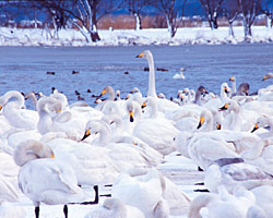 瓢湖の白鳥　雪景色