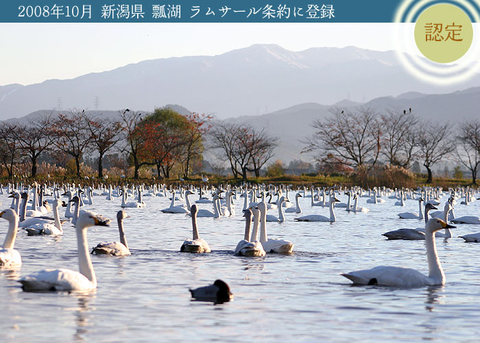 瓢湖 白鳥見学 完全ガイド 新潟県阿賀野市水原 ラムサール条約登録