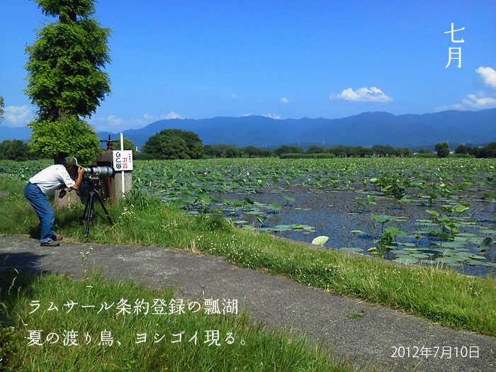 新潟県阿賀野市　瓢湖のヨシゴイ